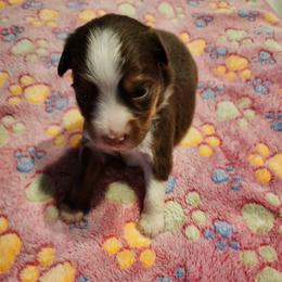 Toy Australian Shepherd Puppies from Crazy Aussie Chaos