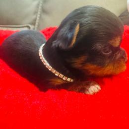 Boy 1 - Black and gold male Yorkshire Terrier puppy in Detroit, Michigan from Friends4everkennel LLC