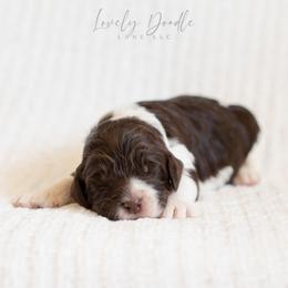 Red Collar Boy - Chocolate male Australian Labradoodle puppy in Thousand Oaks, California from Lovely Doodle Lane