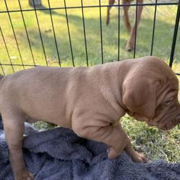Vizsla Puppies from April Wolf