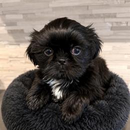 Kyrie - Black and white male Shih Tzu puppy in Orange, California from Shih Tzu Hauz