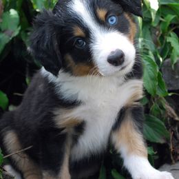 English Shepherds from Shepherd's Way