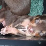 Lancashire Heeler Puppies from Quickheels