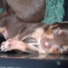 Lancashire Heeler Puppies from Quickheels