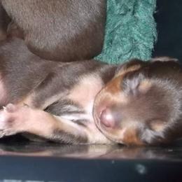 Lancashire Heeler Puppies from Quickheels