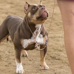 Rory - American Bully