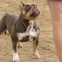Rory - American Bully
