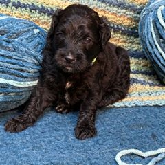 Keanu - Black male Double Doodle puppy in Chesapeake, Virginia from Doodle-Cove