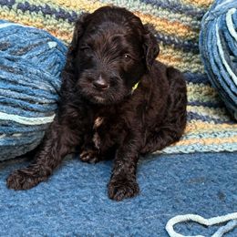 Keanu - Black male Double Doodle puppy in Chesapeake, Virginia from Doodle-Cove