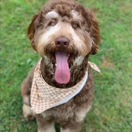 Assorted Doodle Crosses and Bernedoodles from NWArkansas Doodles