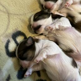 Shih Tzu Puppies from Simply Shih Tzu