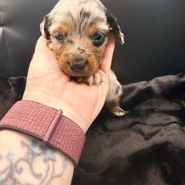 White - Dapple female Dachshund puppy in South Fulton, Tennessee from Stiles' Mini Doxies