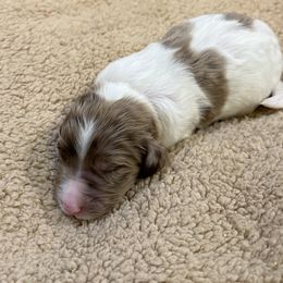 Tan collar boy - male Newfypoo puppy in Fairfield, California from Twin Sisters Doodles