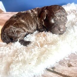 Puppy 1 - Brown male Maltipoo puppy in Hephzibah ( Richmond County ), Georgia from Healing Pawz LLC