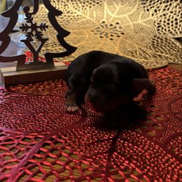 Adorable Dash - Blue and gold male Yorkshire Terrier puppy in Brandenburg, Kentucky from Lil Amazing Paws Yorkshire Terriers