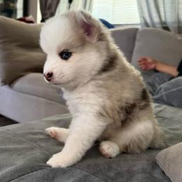 Thumper - Merle female Pomsky puppy in West Sacramento, California from Pinkie's Pomskies