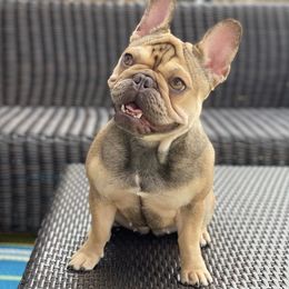 HAZEL - French Bulldog