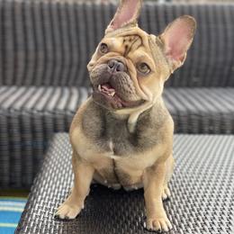 HAZEL - French Bulldog