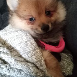 Pomeranians from Destiny's Pomeranians