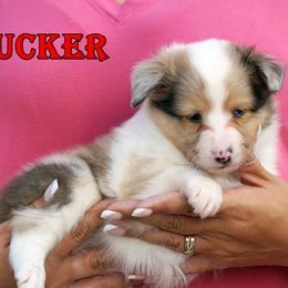 Tucker - sable merle male - Sable merle and white male Shetland Sheepdog puppy in Frazeysburg, Ohio from Mountain High Kennels