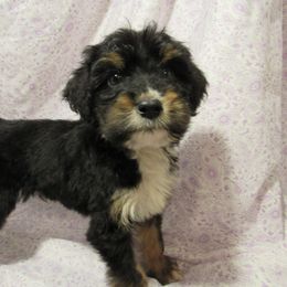 Aussiedoodle, Australian Shepherd, and Poodle Puppies from Kay Kay's Pupper Patch