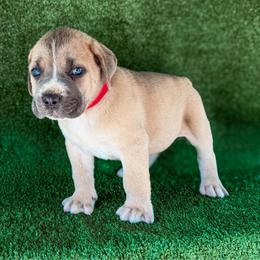 Red Collar - Gray and fawn male Cane Corso puppy in Catawba, North Carolina from Catawba Cane Corso