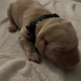 Black female - Yellow female Labrador Retriever puppy in Durango, Colorado from Burress Family Farm and Kennels