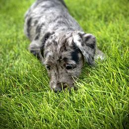 Aussiedoodle and Leopardoodle Puppies from A Puppy Crush