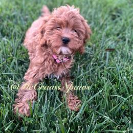 Peaches - Cavapoo