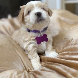 Purple collar - Golden male Lhasa Apso puppy in Discovery Bay, California from Golden State Lhasa Apsos