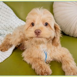 Joel - Red male Cockapoo puppy in Connersville, Indiana from Deaz Doodle Ranch