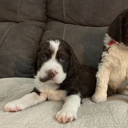 English Springer Spaniel Puppies from Cedarhaven Springers