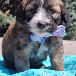 Cavapoo, Poodle, and Whoodle Puppies from Perfect Pawzabilities