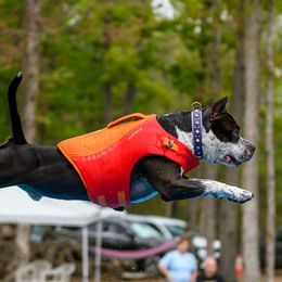 American Staffordshire Terriers from Tempest AmStaffs