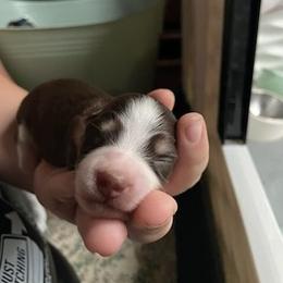 Arlo - Piebald male Dachshund puppy in Mobile, Alabama from Ruff Patch Doxie Den