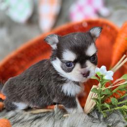 Waffles 4850 - Chocolate and tan female Chihuahua puppy in Piqua, Kansas from Cute As A Cupcake Chihuahuas