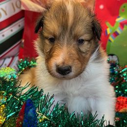 Rudolph - Sable and white male Collie puppy in Carencro, Louisiana from Cajun Bayou's Collies LLC