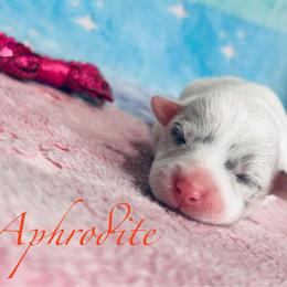 Aphrodite - White merle female American Corgi puppy in Cocoa, Florida from Cascadian Space Coast Corgis LLC