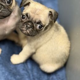 Purple girl - Fawn female Pug puppy in Ludowici, Georgia from Royal Destiny Kennels