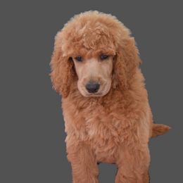 Saffron - Red  female Poodle puppy in Clearwater, Florida from Poodle Majesty