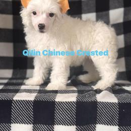 Dior - White male Chinese Crested puppy in Kentucky from Qilin Chinese Crested