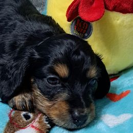 Girl 2 - Black and cream female Dachshund puppy in Franklin, Georgia from Lakeside Kennels of Franklin