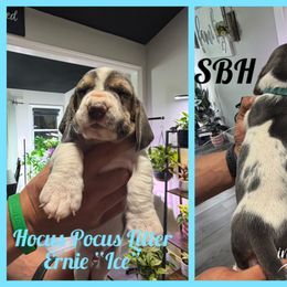 Ernie (Ice) Hocus Pocus - Blue and white male Basset Hound puppy in Park City, Kansas from Stegmans Basset Hounds