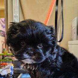 Kovu - Black and white male Shih Tzu puppy in Memphis, Tennessee from Thorntons Fur Crew