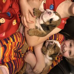 English Bulldog Puppies from Bullberry Farm