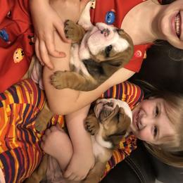 English Bulldog Puppies from Bullberry Farm