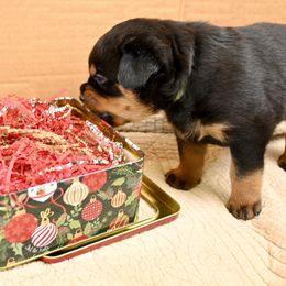 Aqua - Black and mahogany female Rottweiler puppy in Bowling Green, Kentucky from Vom Bruderhof Rottweilers