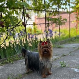 Lou - Blue and gold male Yorkshire Terrier puppy in Kendallville, Indiana from Yorkies Kisses