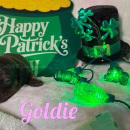 Goldie - Cream female Dachshund puppy in Monitor, Washington from Shannon Dolly’s Dachshunds