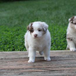 Australian Shepherd Puppies from Starlit Grove Australian Shepherds